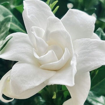 Gardenia stem cells