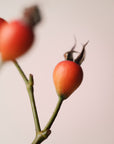 Wild Rosehip Glow Cleansing Oil 100ml